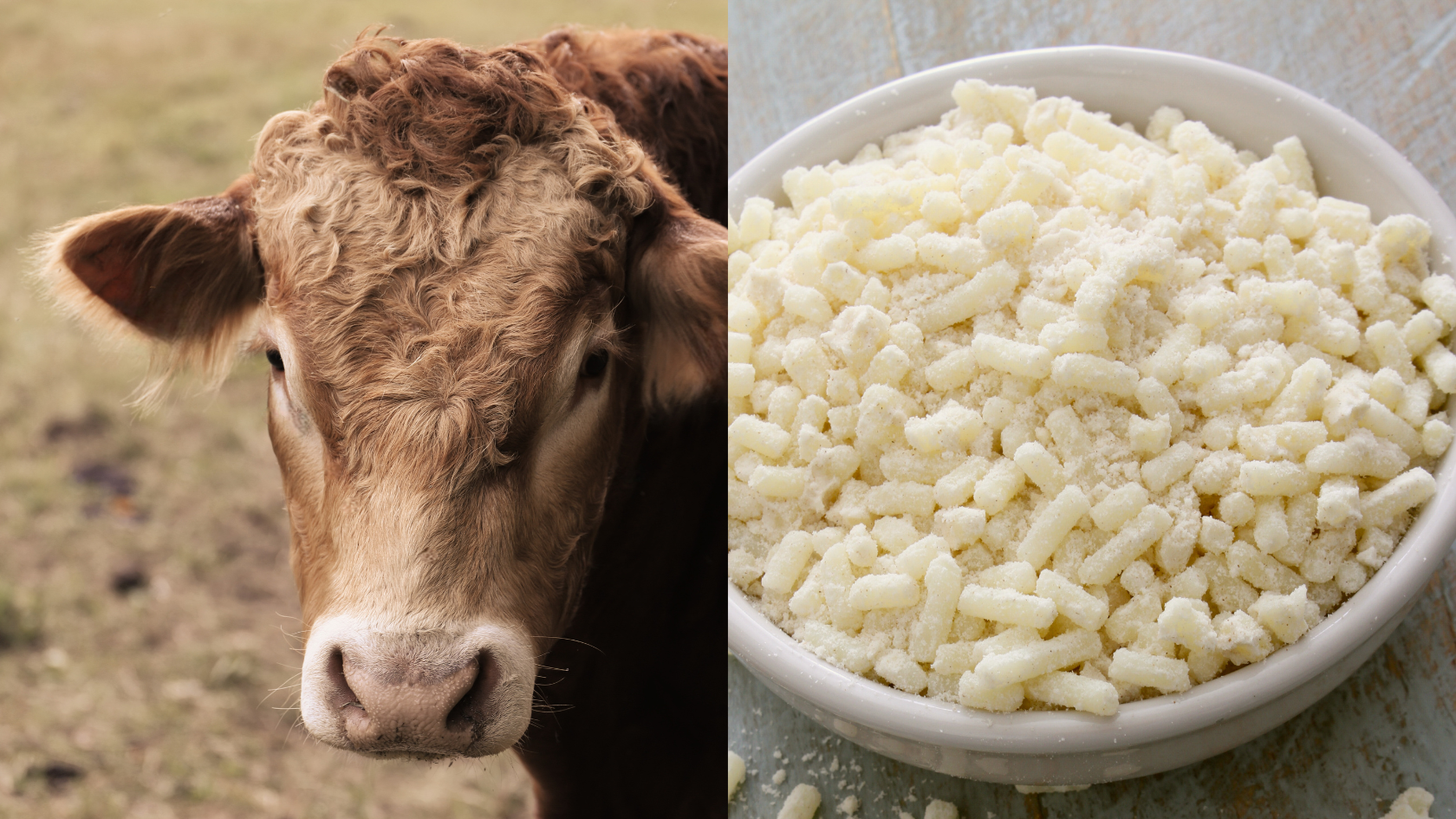 A cow on the left side and beef suet on the right side.